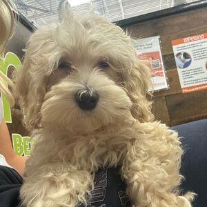 Meet your Posher, Myla